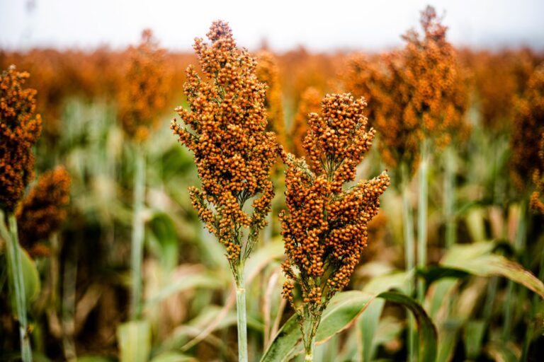 Brasil firma acordo inédito para exportação de sorgo à China