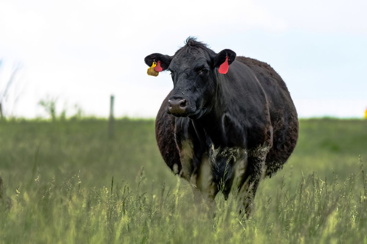 Vaca prenha: com autorização para exportação de soro feral bovino, Brasil chega a 105 aberturas de mercado neste ano - Foto: Adobe Stock