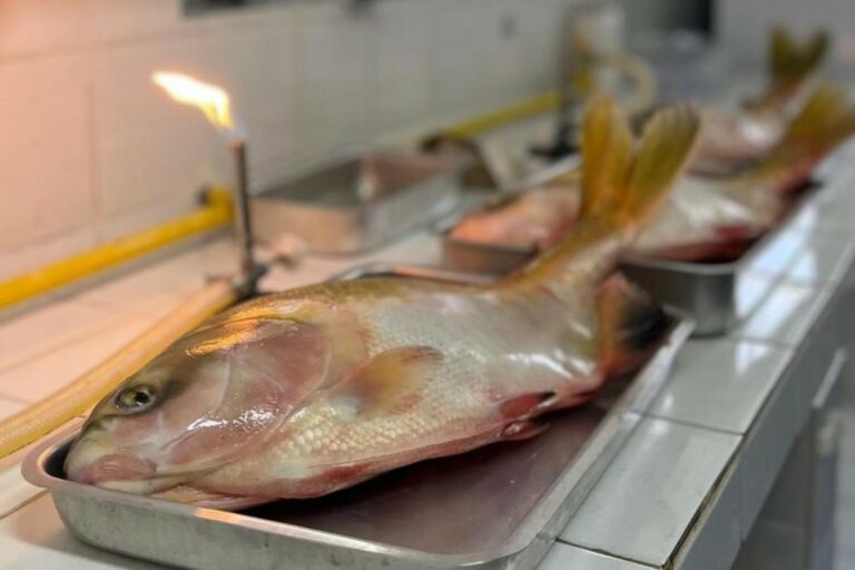 Pesquisa elimina Salmonella no processamento de peixes