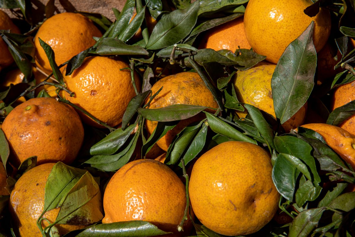 Vale do Ribeira é a maior região produtora de tangerinas do Paraná - Foto: Adobe Stock