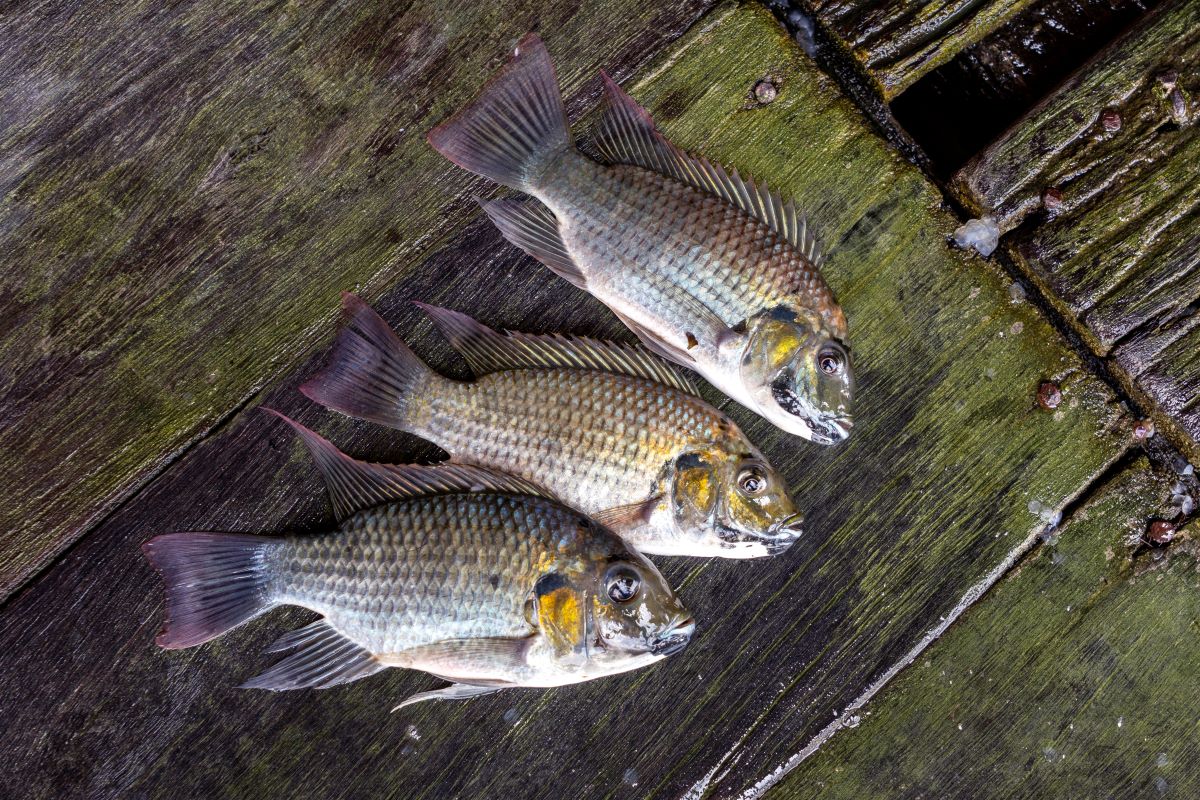 PeixeBR busca outros mercados para a tilápia produzida no Brasil - Foto: Adobe Stock