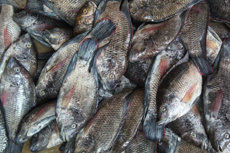 Tarifa dos EUA deve provocar sobreoferta de tilápia no Brasil