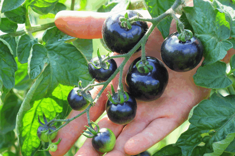 Tomate preto: verdade ou criação de IA?
