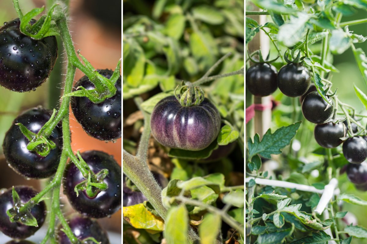 tomate preto