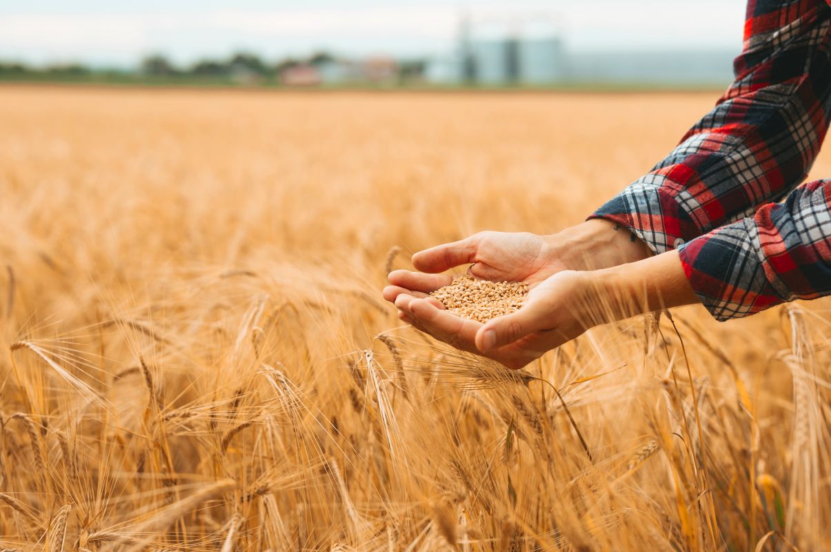 Novas colheitas de trigo no Hemisfério Norte pressionaram os preços - Foto: Adobe Stock