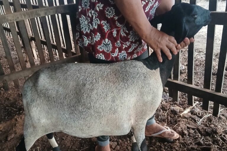 Ministério da Agricultura suspende vacina após morte de centenas de animais em cinco estados
