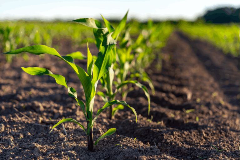 Governo publica zoneamento agrícola para milho 2º safra