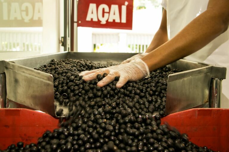 Atração da COP 30: açaí vai da subsistência ribeirinha ao mercado global