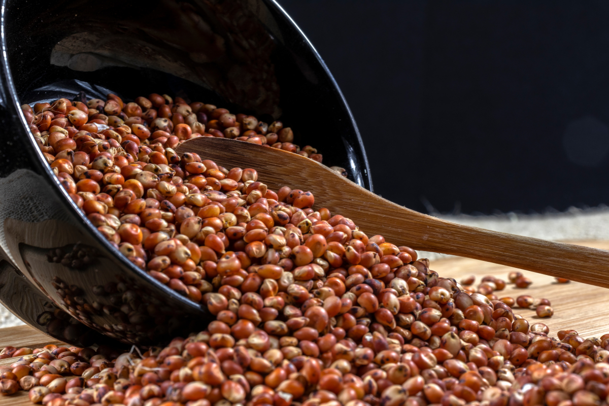 sorgo