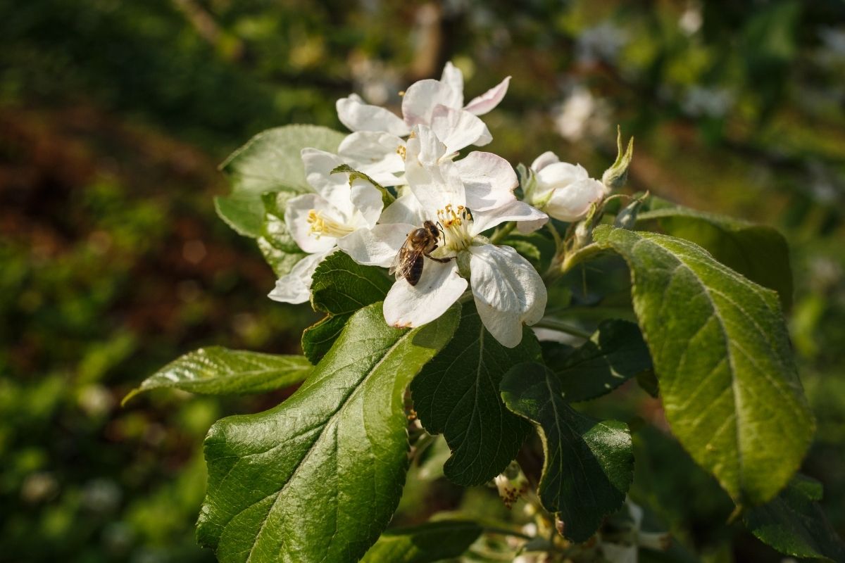 Foto: Rasip Agro/Divulgação