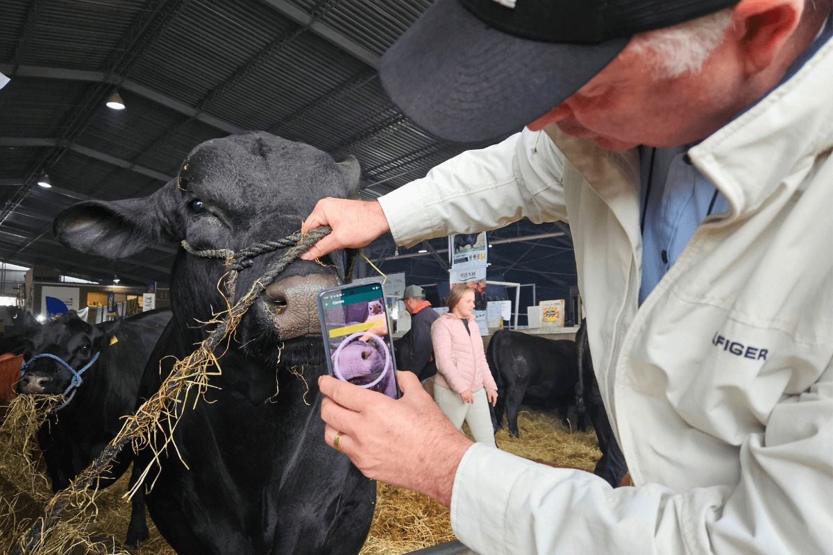 Desenvolvimento da biometria de focinho levou cinco anos de trabalho. Foto: Mônica Rossi/Agro Estadão