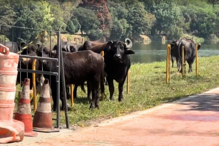 Búfalos soltos na Marginal Pinheiros: associação de criadores alerta para riscos