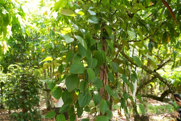 Um hectare, até 15 culturas: cooperativa aposta em diversidade para evitar oscilações