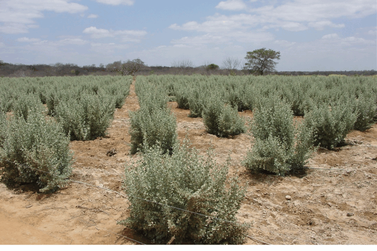 Agricultura biossalina é aposta para comunidades do Semiárido