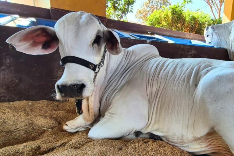 Expo Rio Preto inicia etapa corte neste domingo com mil animais em pista
