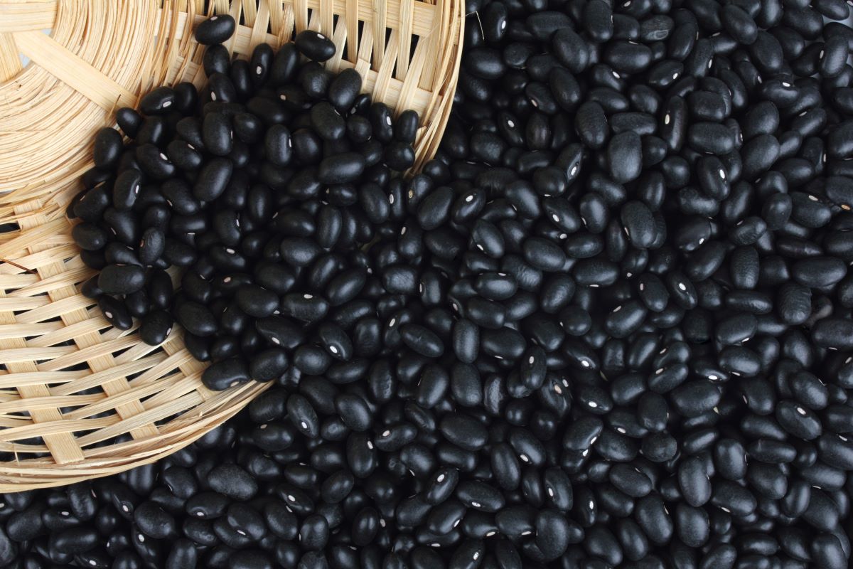 Leilões vão beneficiar produtores do Paraná, Santa Catarina e Rio Grande do Sul. Foto: Adobe Stock