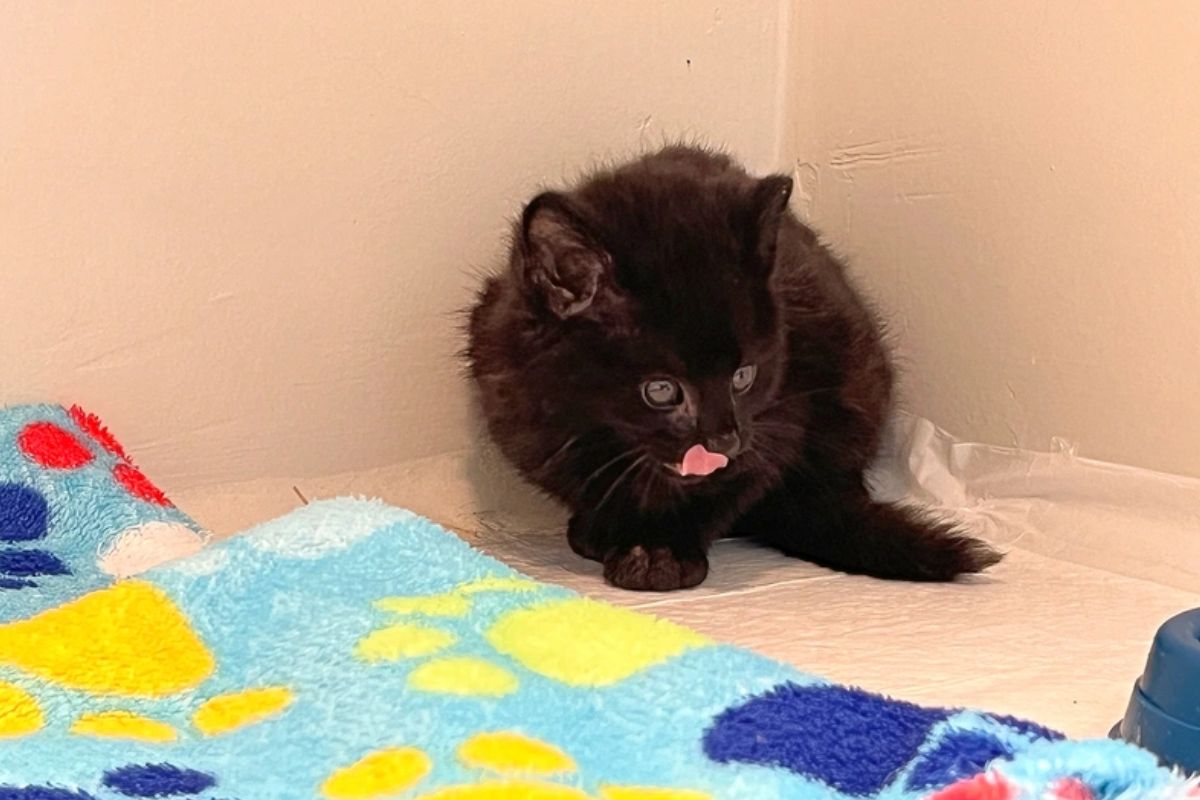 Gato do mato melânico