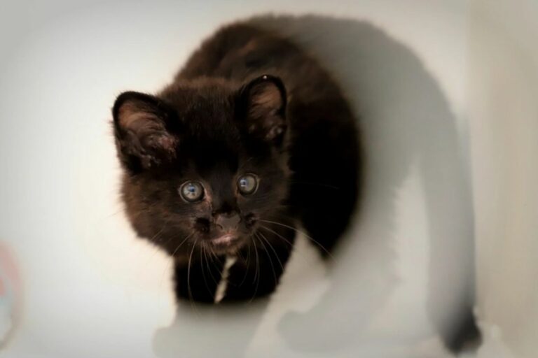 Você sabe o que é um felino selvagem melânico?