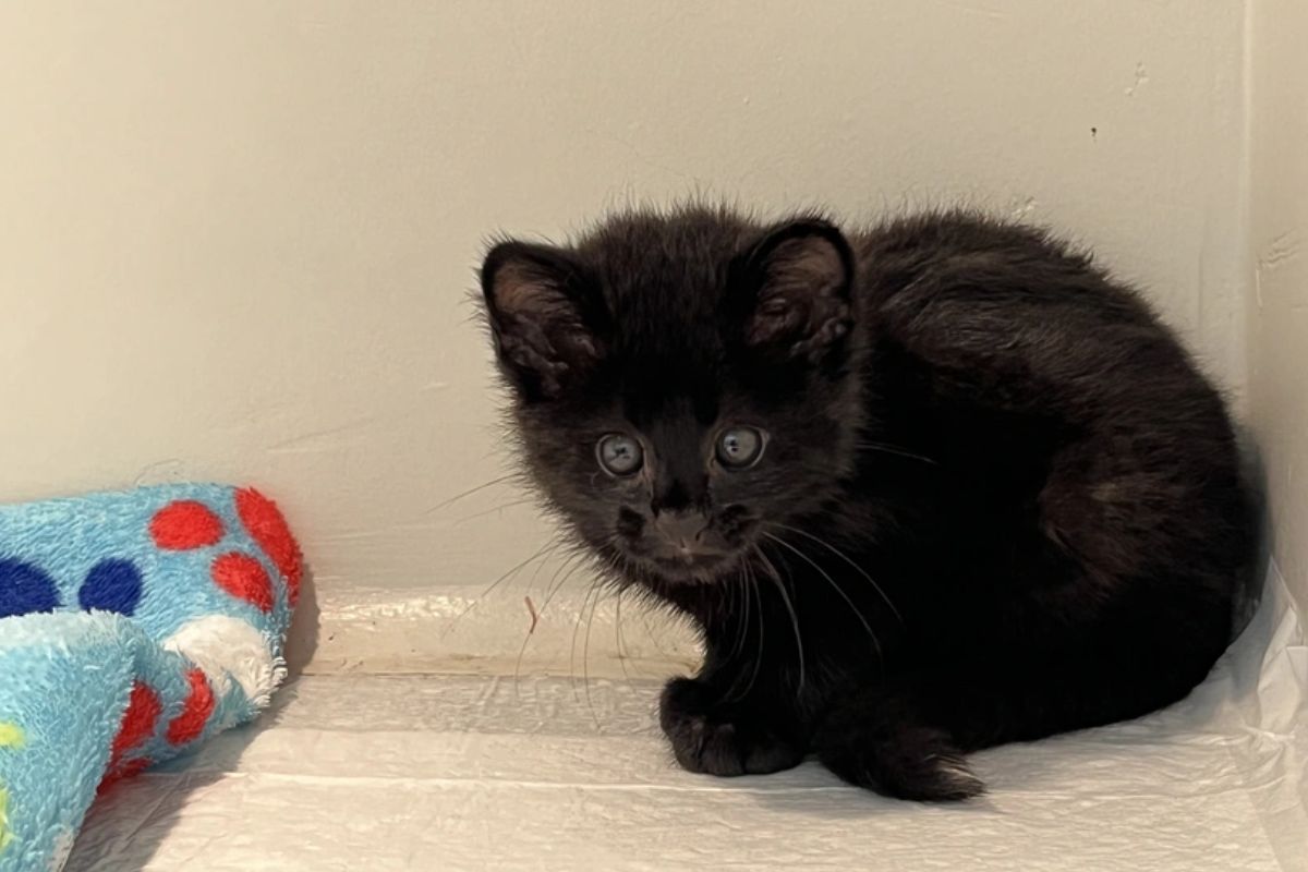 Gato do mato melânico