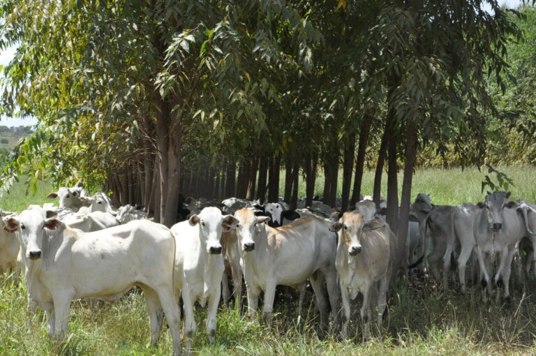 Estudos na Amazônia e no Cerrado mostram vantagens econômicas da produção sustentável