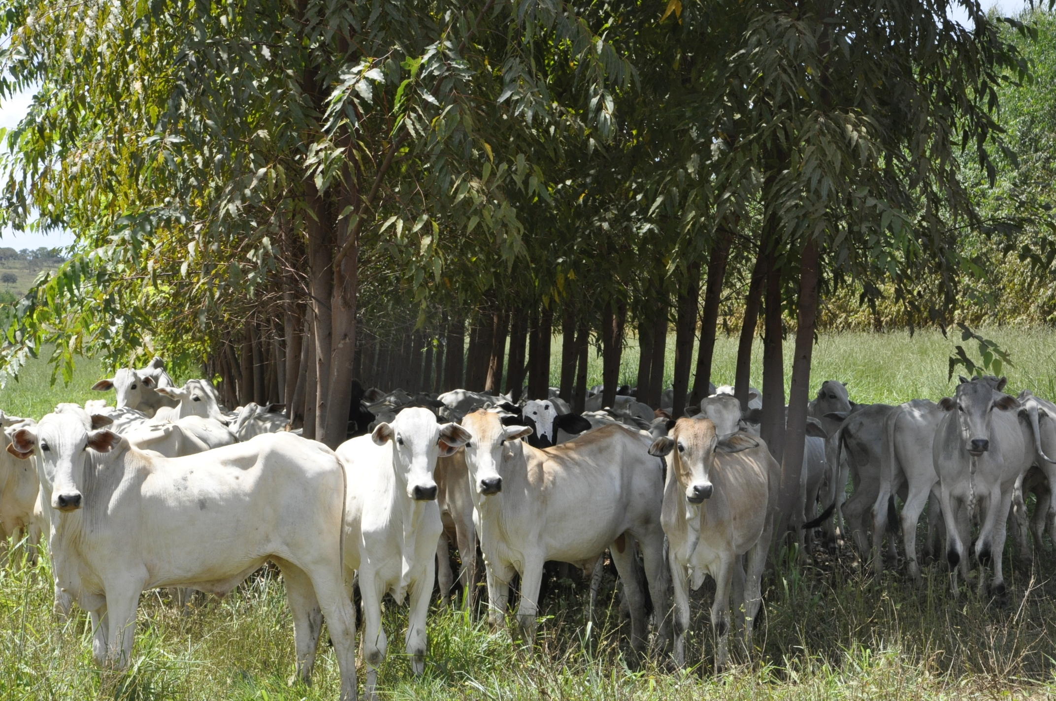 Segundo o estudo, ILPF reduz custos unitários e aumenta a produtividade animal e agrícola. Foto: Breno Lobato/Divulgação