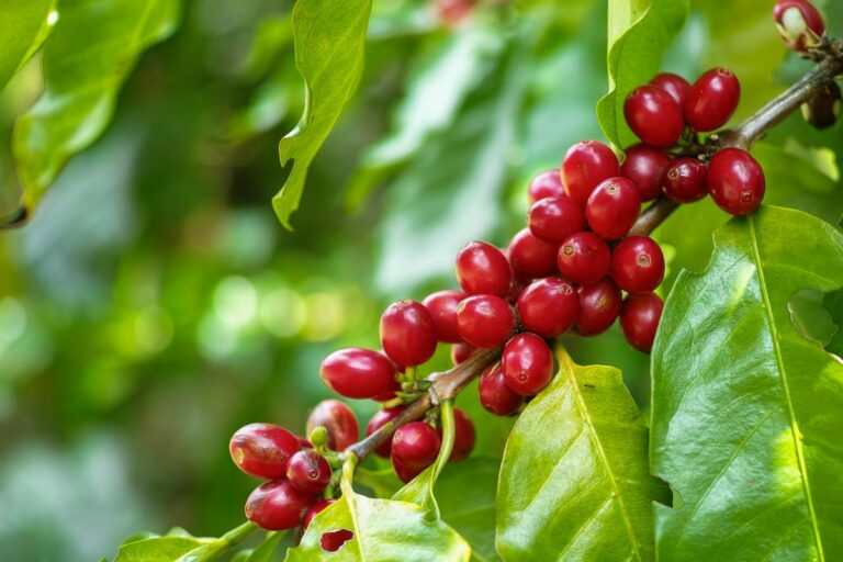 Nestlé chega a 3,8 mil propriedades em programa de café regenerativo
