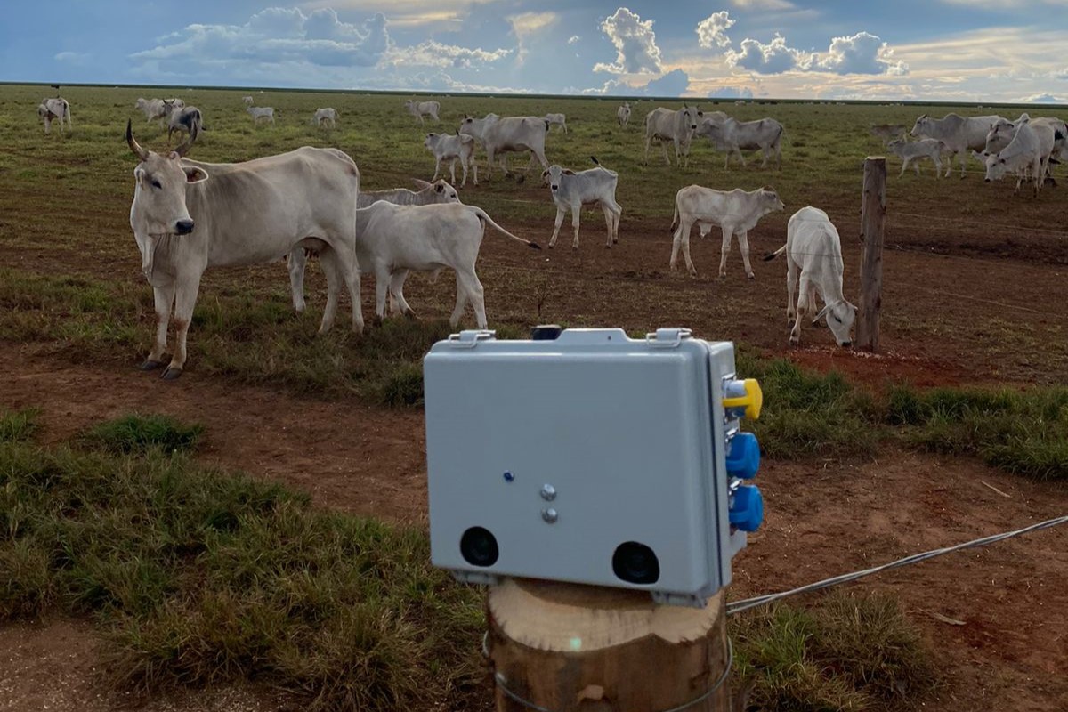 Com o sistema, é possível pesar até 250 animais em apenas 20 minutos. Foto: Olho do Dono/Divulgação