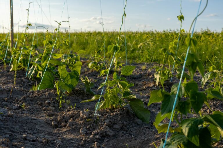 Orçamento 2026 prevê aumento de 3% para seguro rural