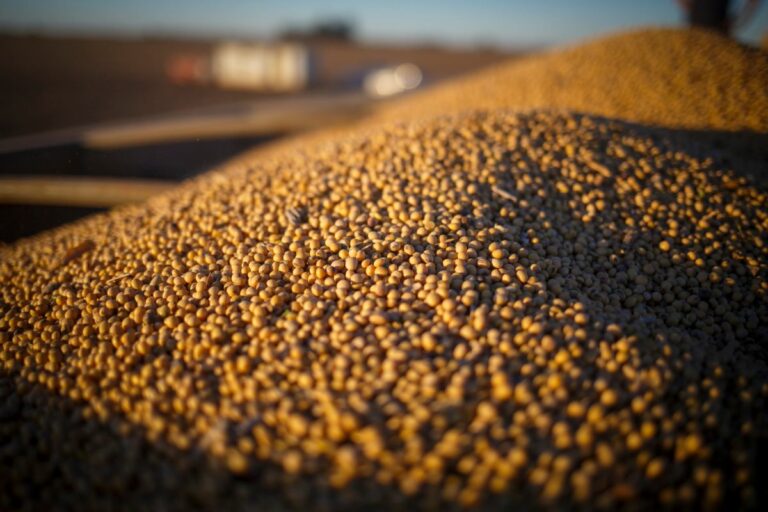 Sorriso, em MT, manteve liderança em valor de produção agrícola em 2024