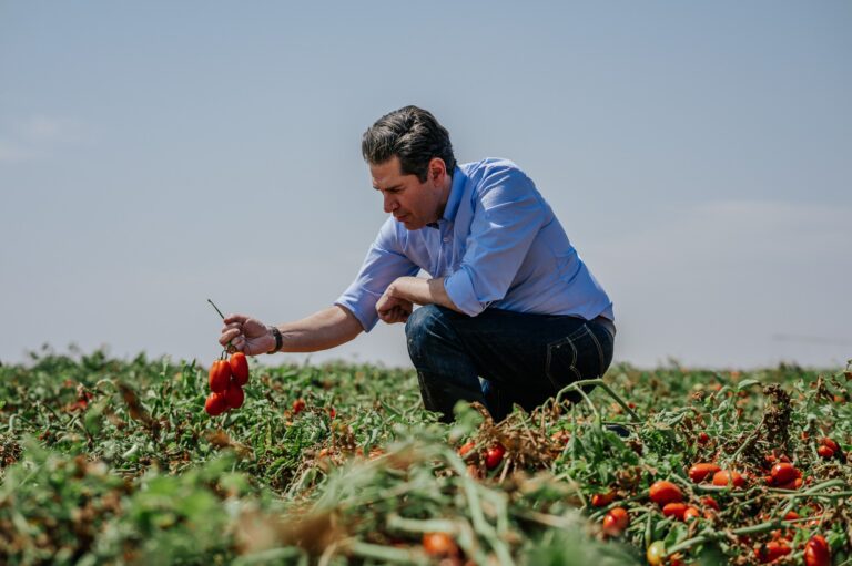 Do tomate ao ketchup: veja essa jornada que começa no campo