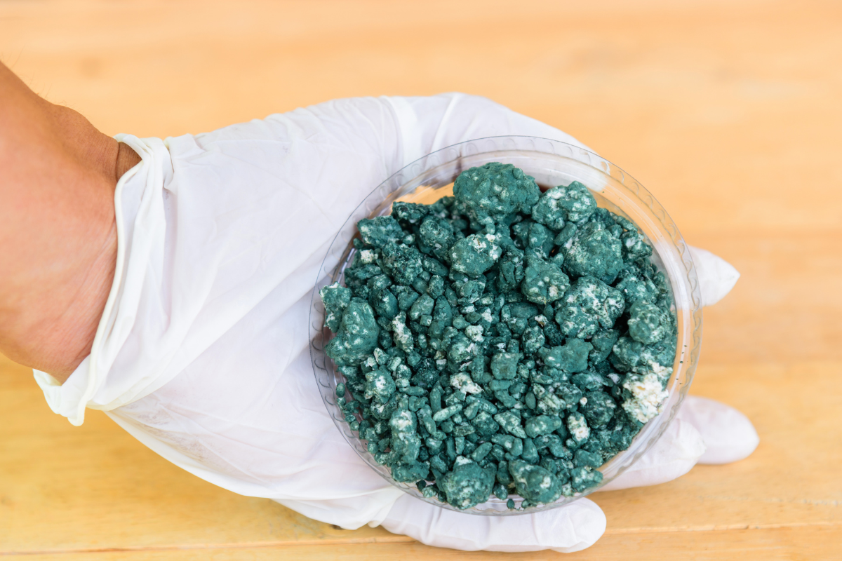 Trichoderma harzianum. Foto: Adobe Stock