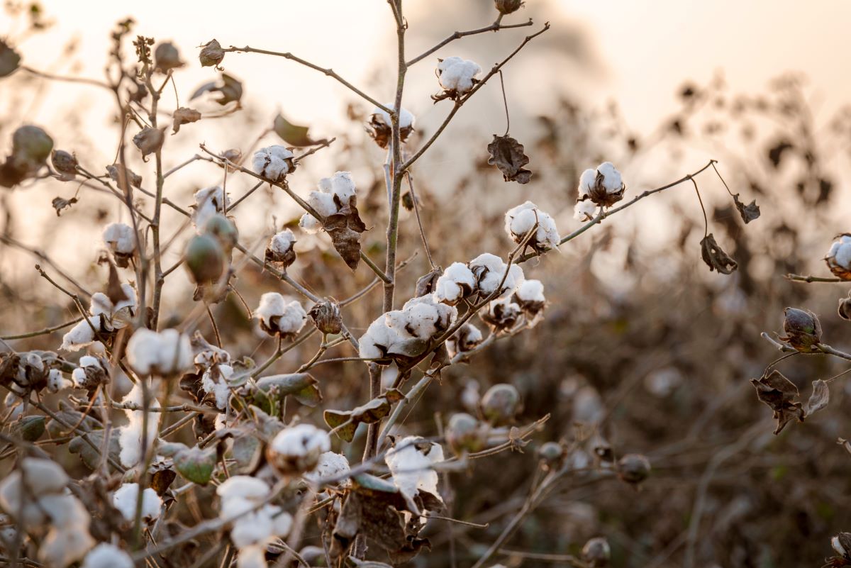 Algodão será um dos produtos beneficiados com a obra do túnel. Foto: Adobe Stock
