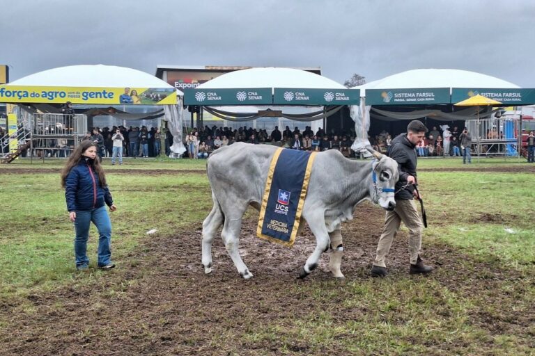 Valente, o boi que superou enchente no RS, desfila na Expointer