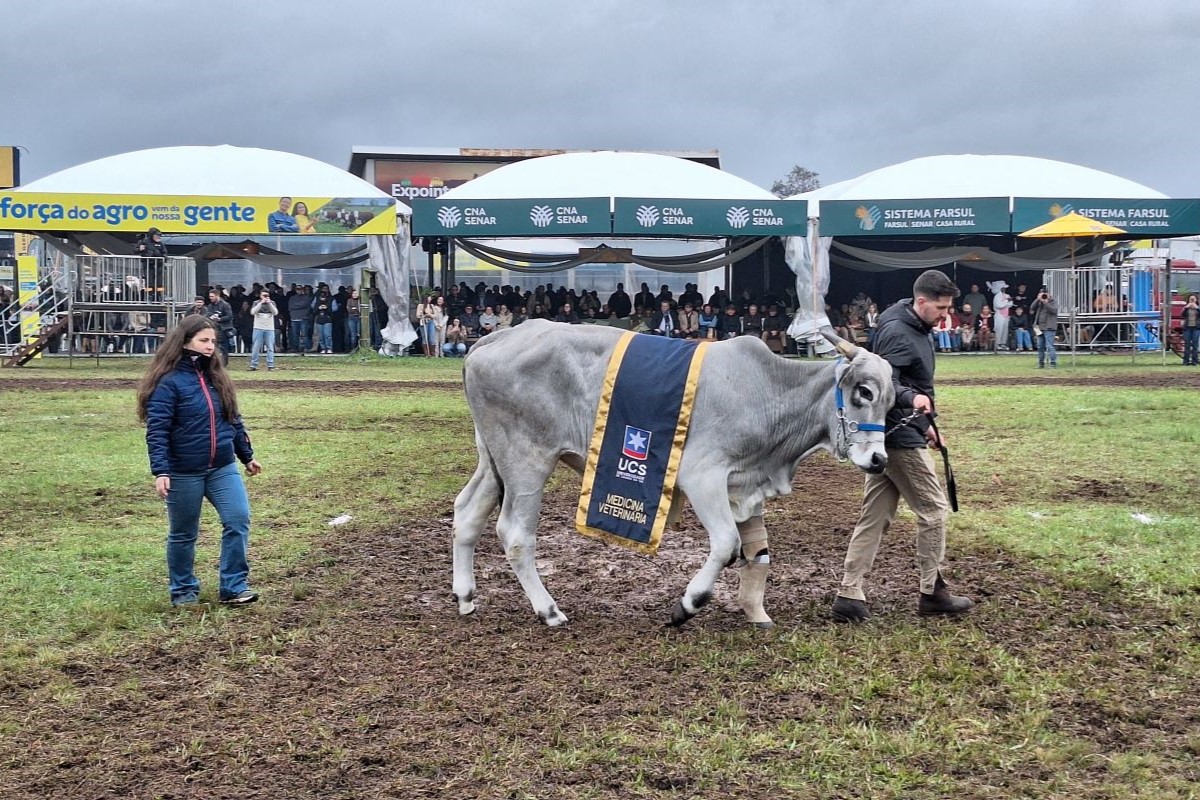 Valente desfilou pela pista central do Parque de Exposições Assis Brasil. Foto: Mônica Rossi/Agro Estadão