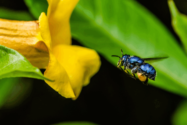 Confundida com mosca, essa abelha ajuda a manter vivo o ciclo das orquídeas
