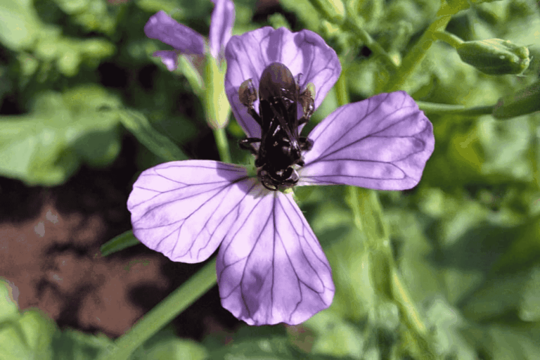 Consórcio de adubos verdes amplia oferta de flores para abelhas