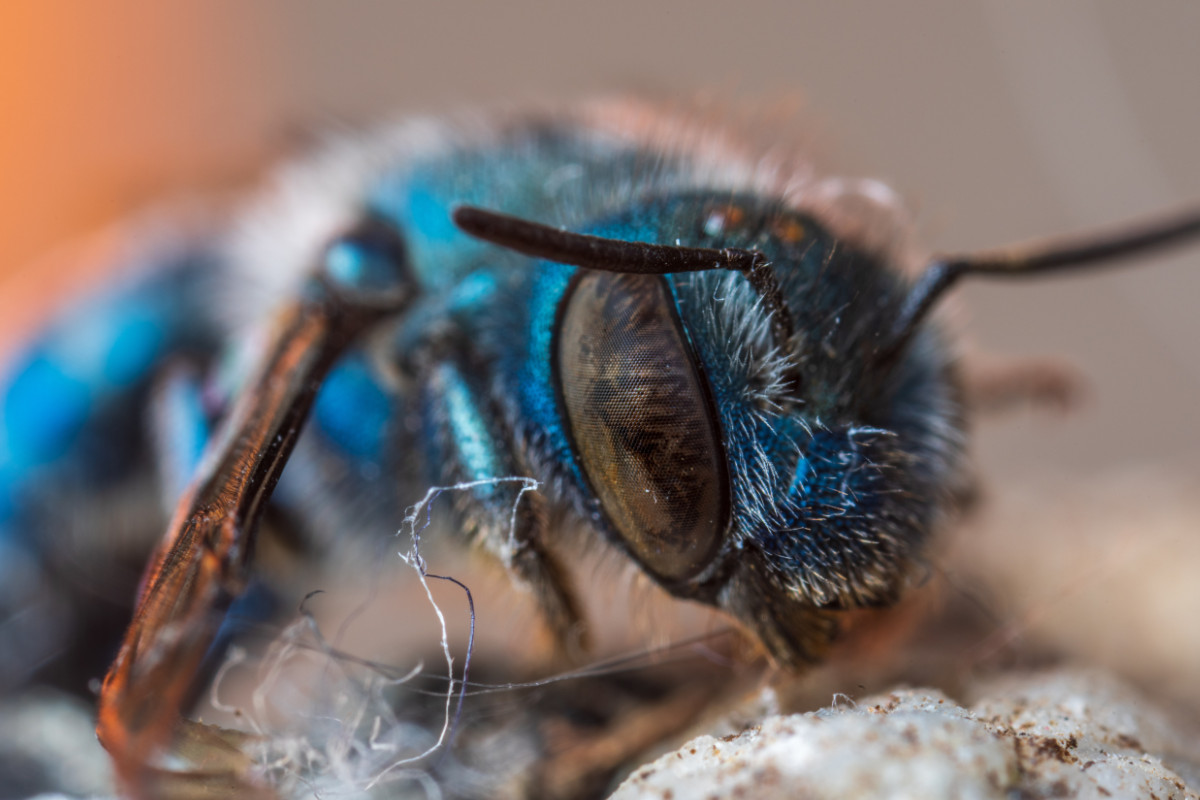 abelha azul