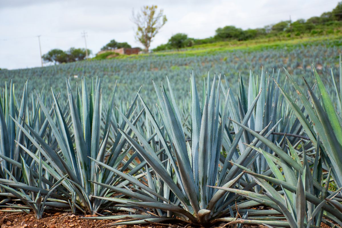 agave