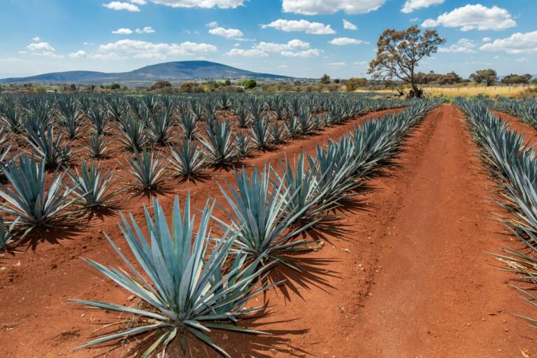 Sabia que o agave não serve só para fazer tequila?