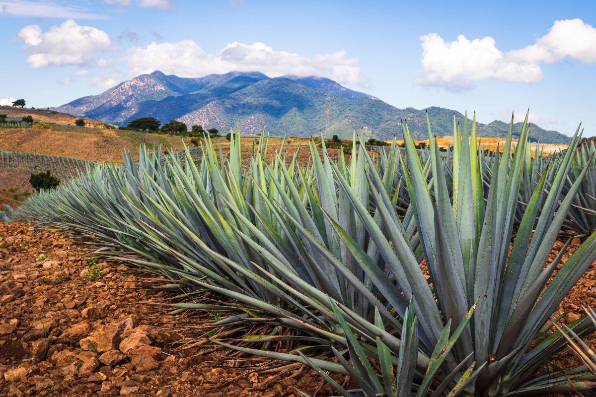 agave