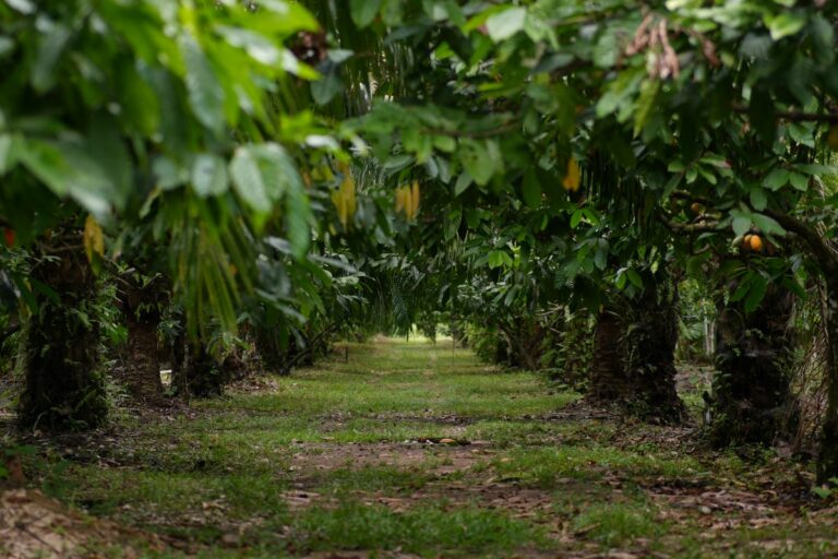 O que agrofloresta no interior do Pará tem a ver com sabonetes e xampus?