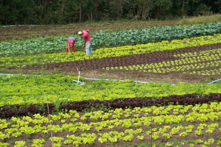 Lula sanciona pacote de leis para agricultura familiar