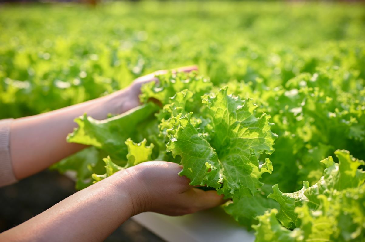 Cultivo da alface pode ser prejudicado pelas mudanças climáticas. Foto: Adobe Stock