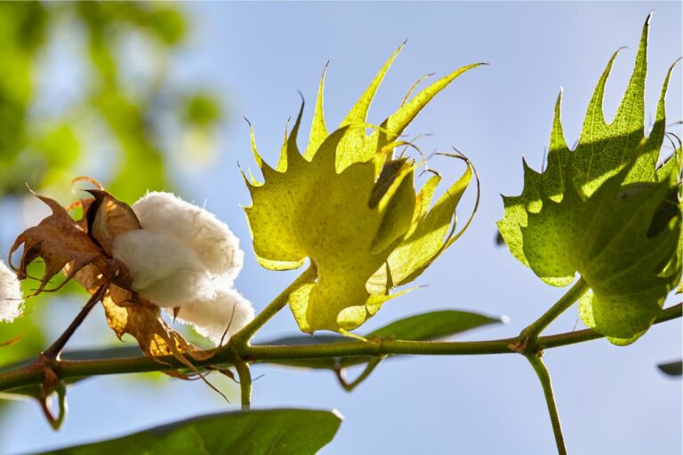 As folhas do algodão podem transformar sua saúde, sabia?