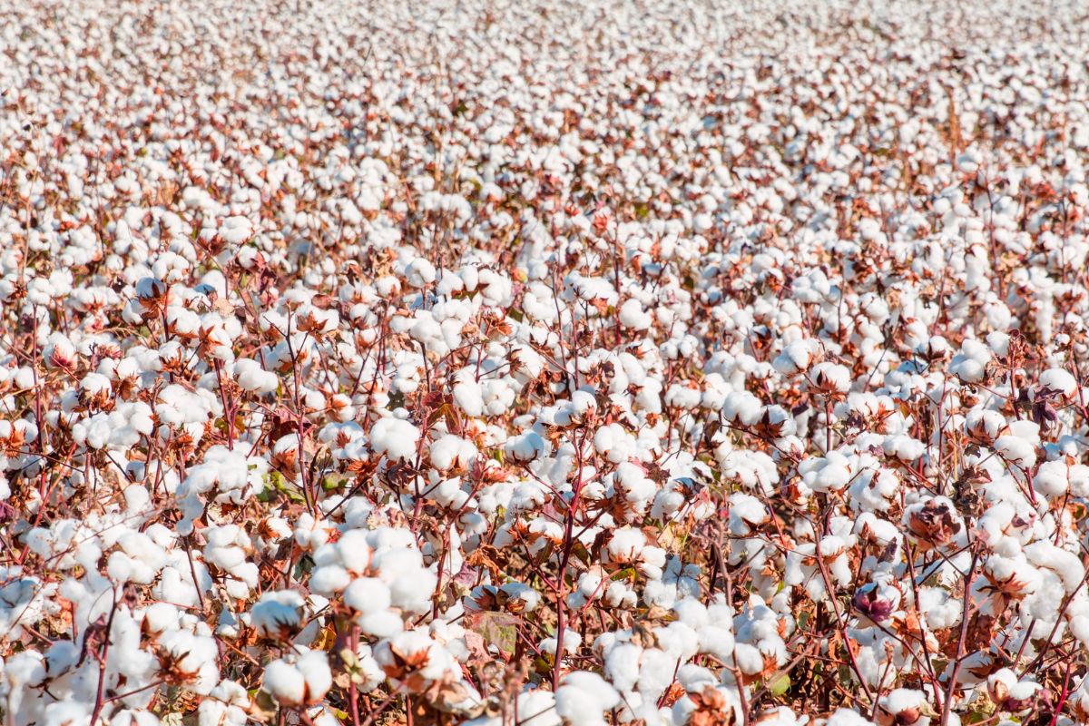 Foto: Adobe Stock