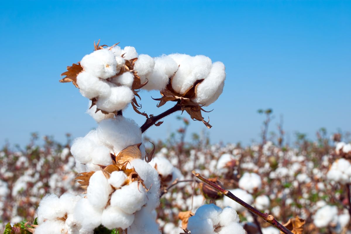 Exigência de maquinário e estruturas de processamento restringem ampliação da área de algodão. Foto: Adobe Stock