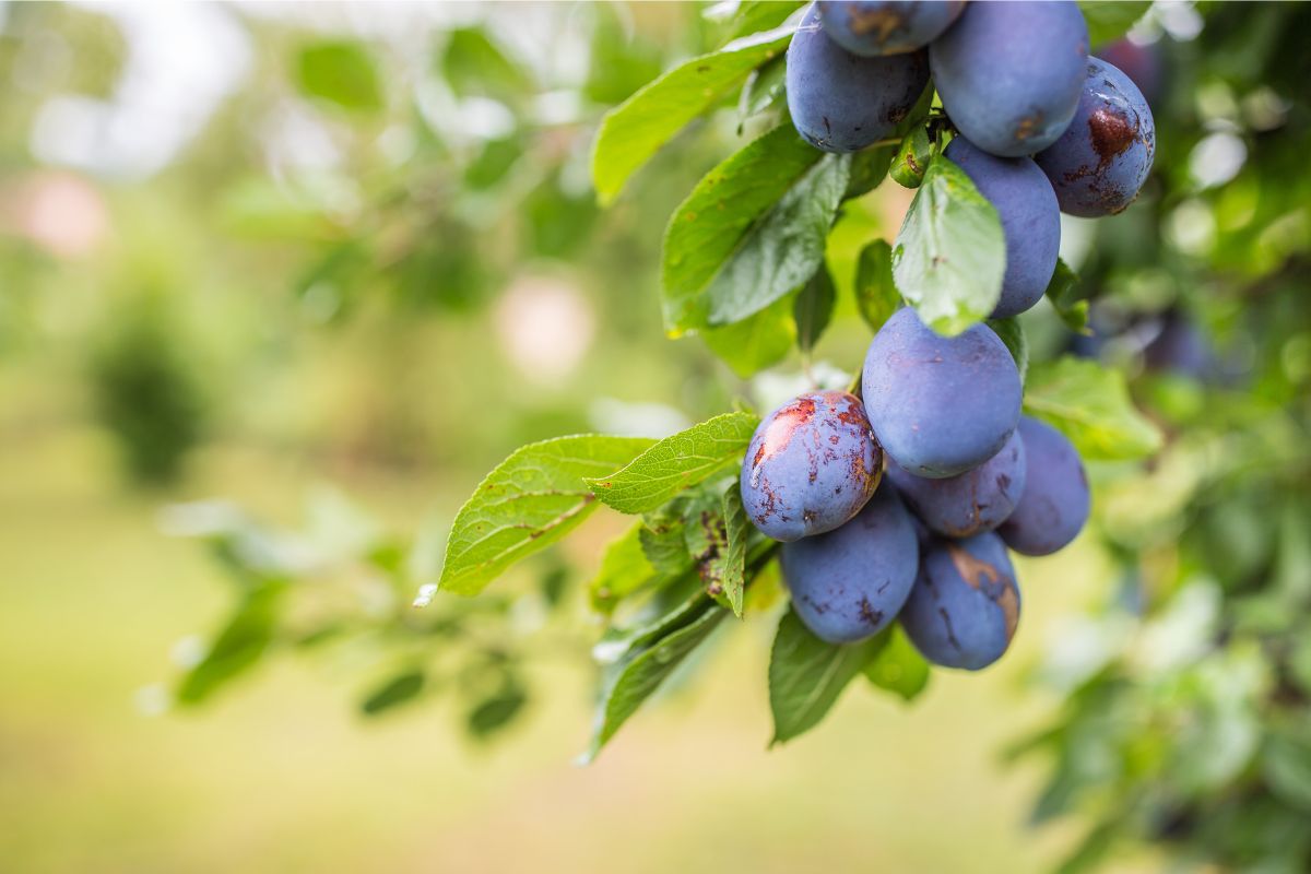Foto: Adobe Stock