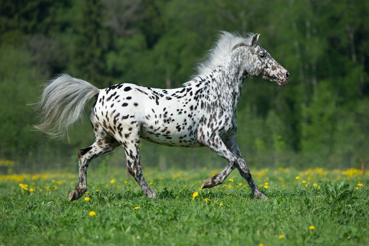 Cavalo Appaloosa
