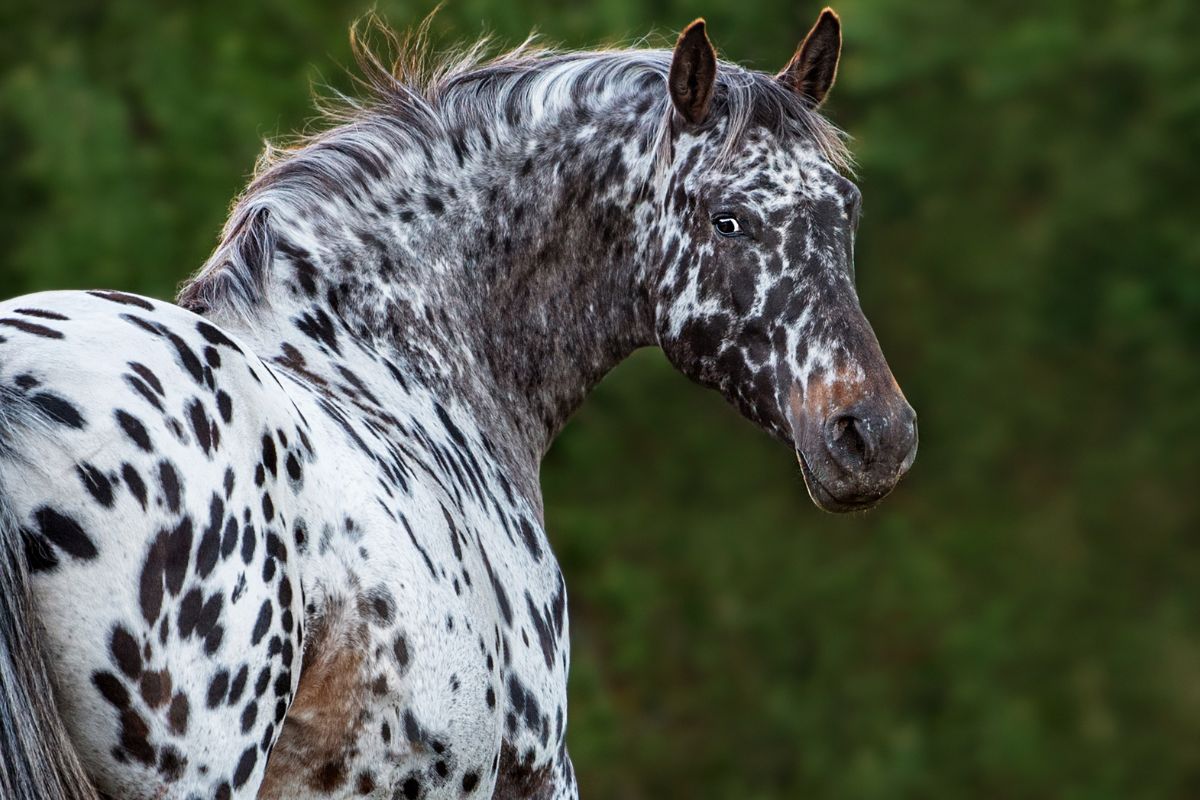 Foto: Adobe Stock