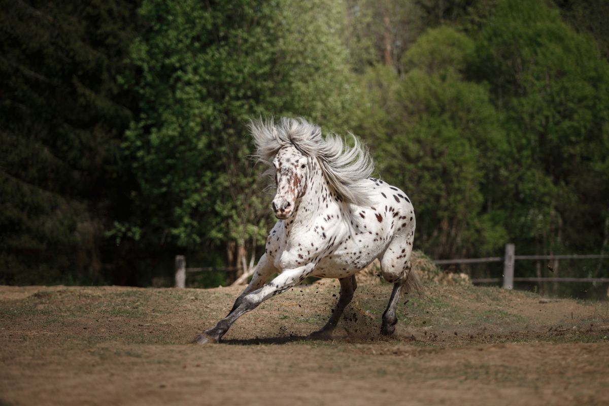 Cavalo Appaloosa
